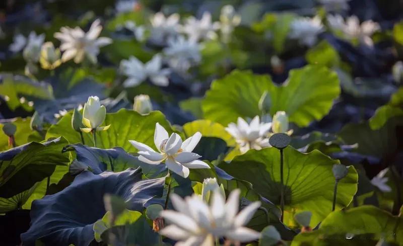 《夜塘月韵》乐韵诗心原创诗词:露洗荷塘夜气清，银辉漫染叶心明。风梳翠盖摇