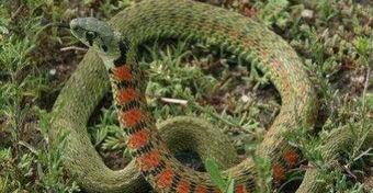 1996年，湖北一村民上山砍柴时，竟发现一群黑蛇，趴在一座坟前“翩翩起舞”。