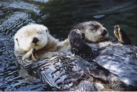 冷知识：海獭睡觉会手牵手，不是故意卖萌，是怕睡着后漂散走失海獭睡觉时手牵手这