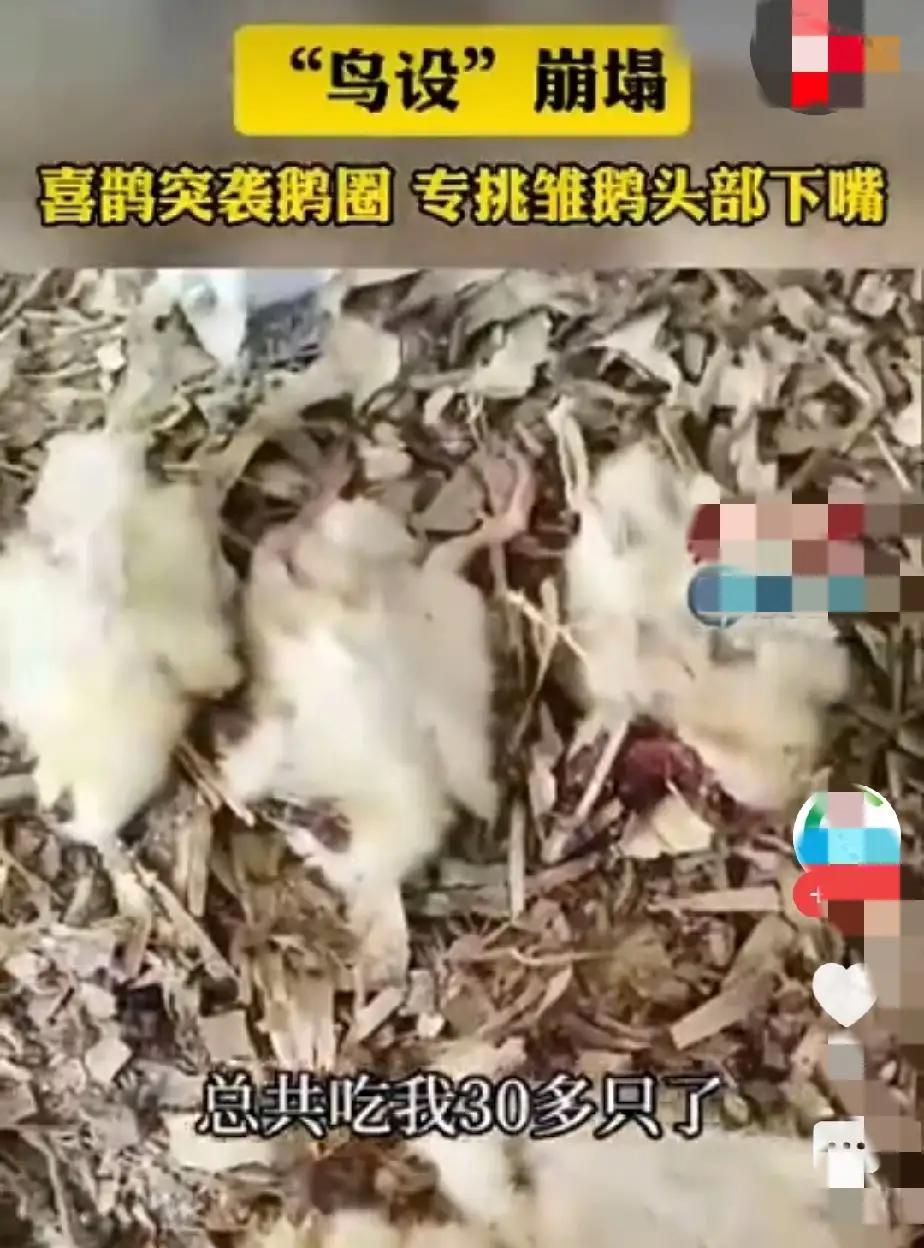 辽宁喜鹊突袭鹅圈大开杀戒！专啄雏鹅头部，30多只幼崽惨死，报喜鸟变“空中屠夫”