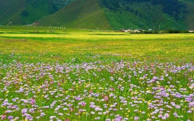 香格里拉花海｜雪山斑斓映衬的花海！​​​