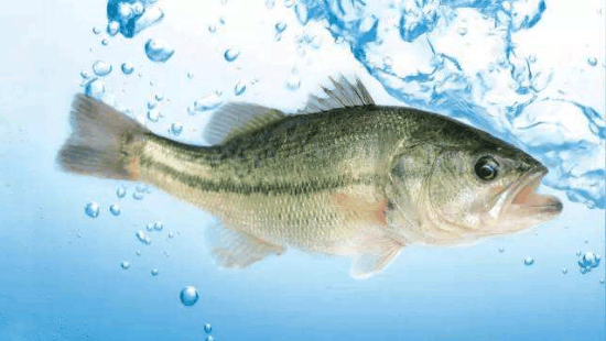 宝宝到底可不可以吃鱼籽?