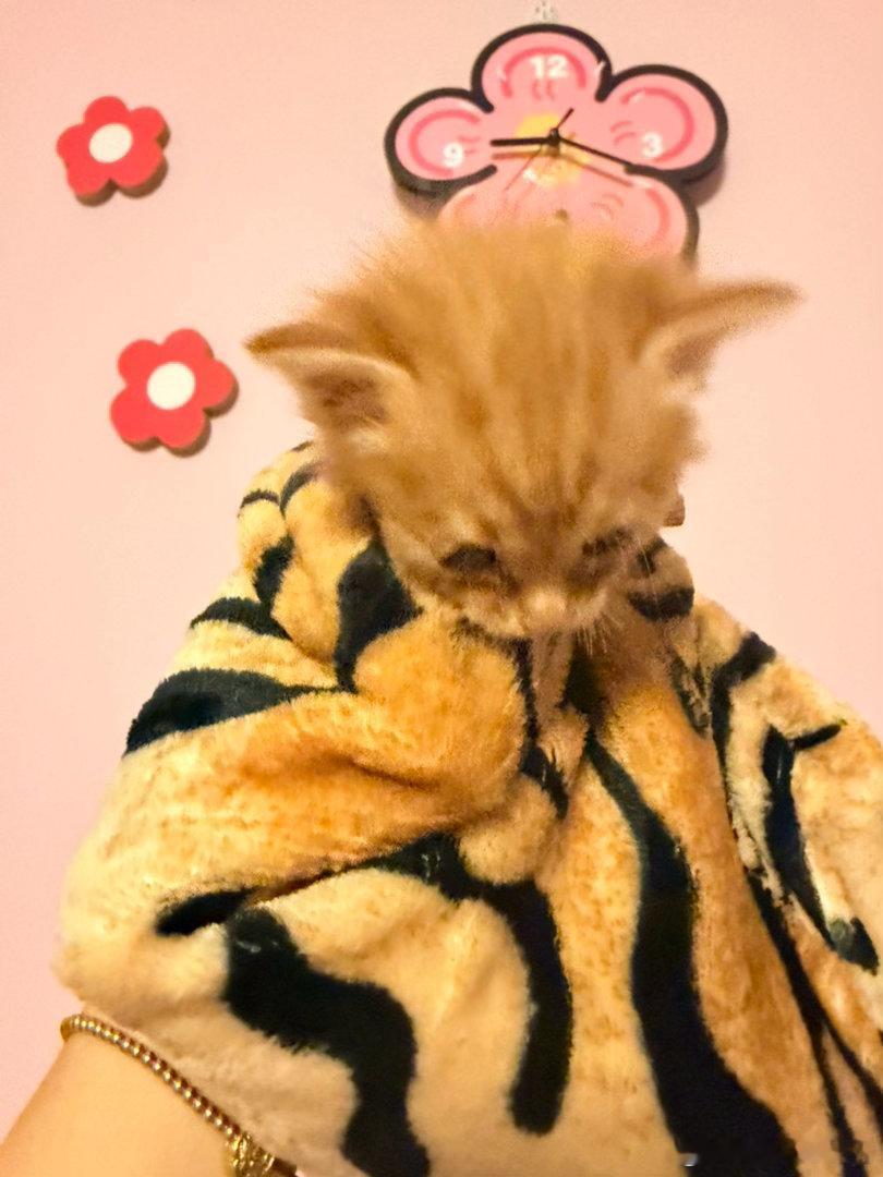 父母之爱像我们对小猫的爱我觉得我特别有发言权，最近不是救下了一只小猫咪吗？其实当