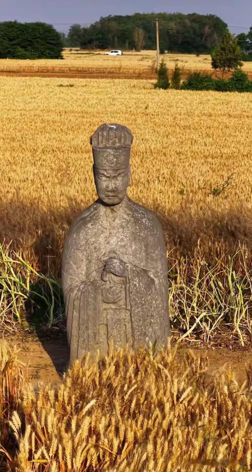 人比麦子多。“麦田里的守望者”。河南石像生与金色麦浪跨越时空同框。今年赶不