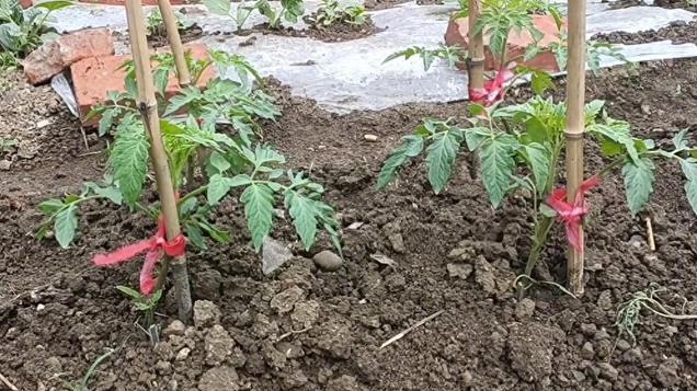 夏季种植黄瓜、西红柿, 铺地膜需要注意三点, 做错了会沤根