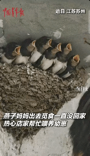 暖到了！近日江苏苏州。汽修店店主刘志立，发现店屋檐下的母燕失踪，仅靠公燕独自觅食