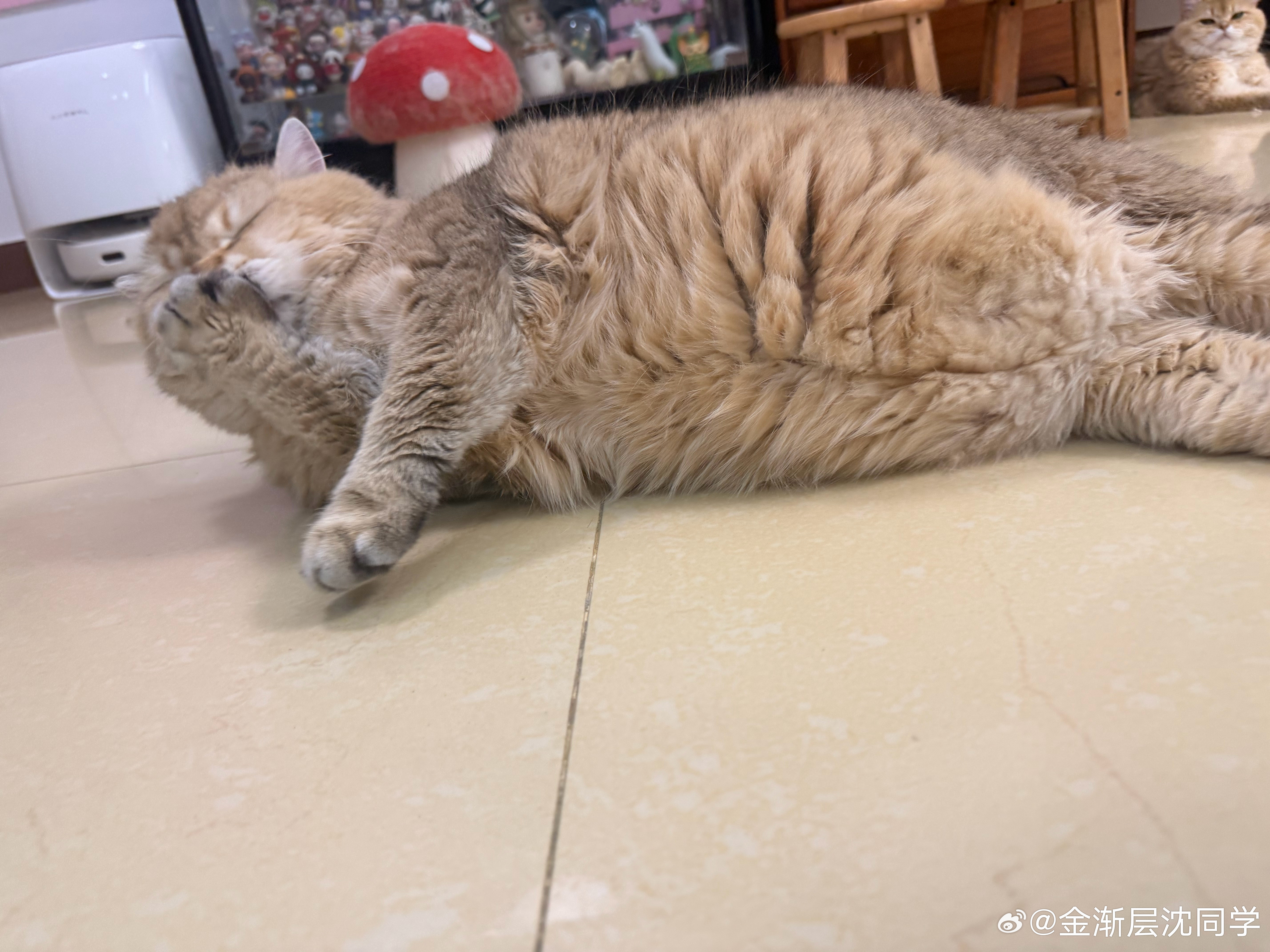邋遢鸡腿猫，嫌弃！萌宠猫咪