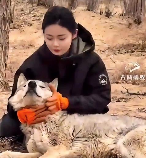 内蒙古一头野狼，干了件颠覆整个狼族认知的事。它怀孕了，肚子大得快拖到地上，眼看就