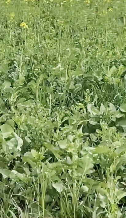 家人们姐姐们早晨好，我来了，哎呦妈呀！能咋地我还躺着了，真的躺赢了啊哈哈，“真是