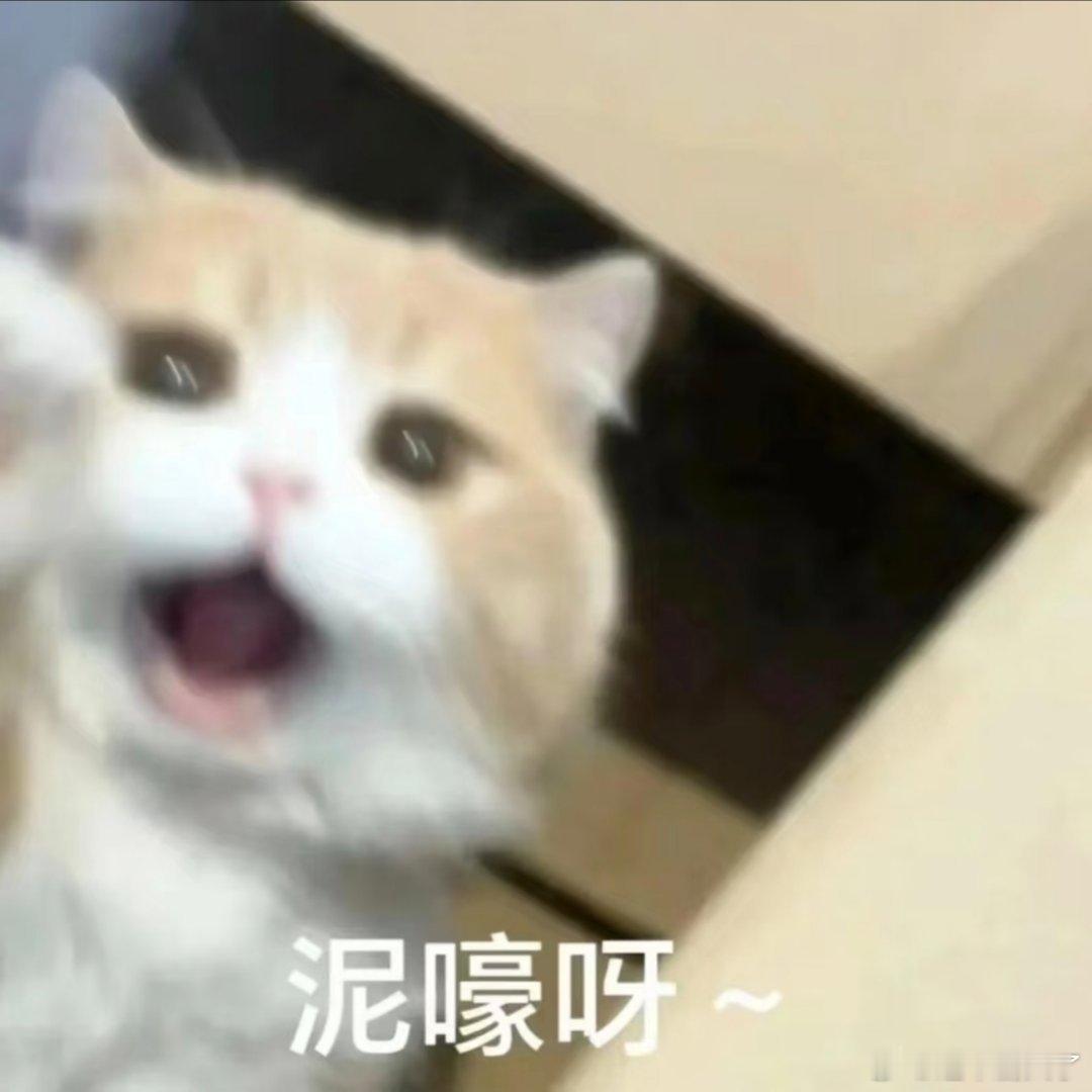 猫猫表情包。​​​