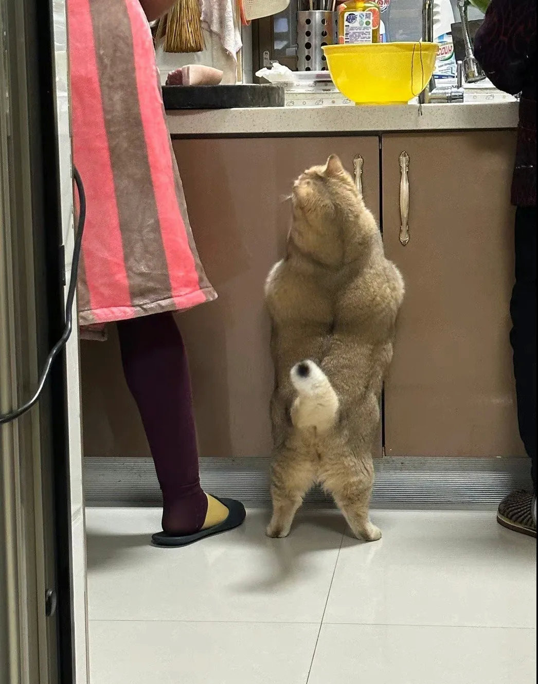 不懂就问！这猫咪是怎么养的？？