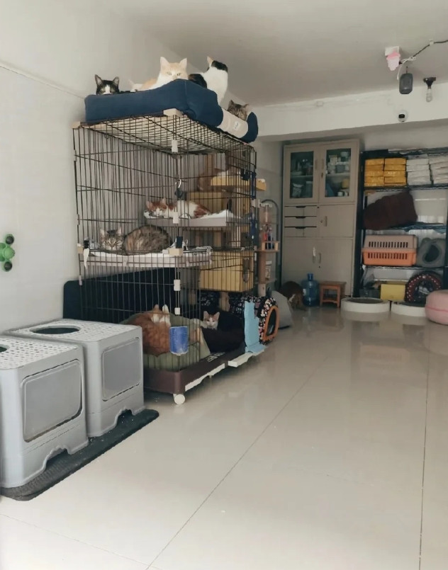 我们小区有个超暖心的流浪猫群！大家凑钱给流浪猫做绝育，大部分人掏三五百，有位邻居