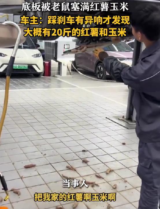 车停半个月被老鼠囤20斤粮食车主懵了：它咋搬上车的广西贵港一位车主最近遇到件