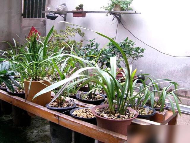 养兰踩的坑，谁没试过啊！最近刷到好多兰友说，用了网上的“万能养兰土”，结果蝴蝶兰