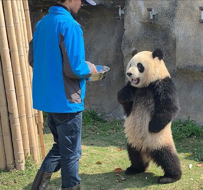 可把我牛逼坏了，让我叉会儿腰！🐼🐼