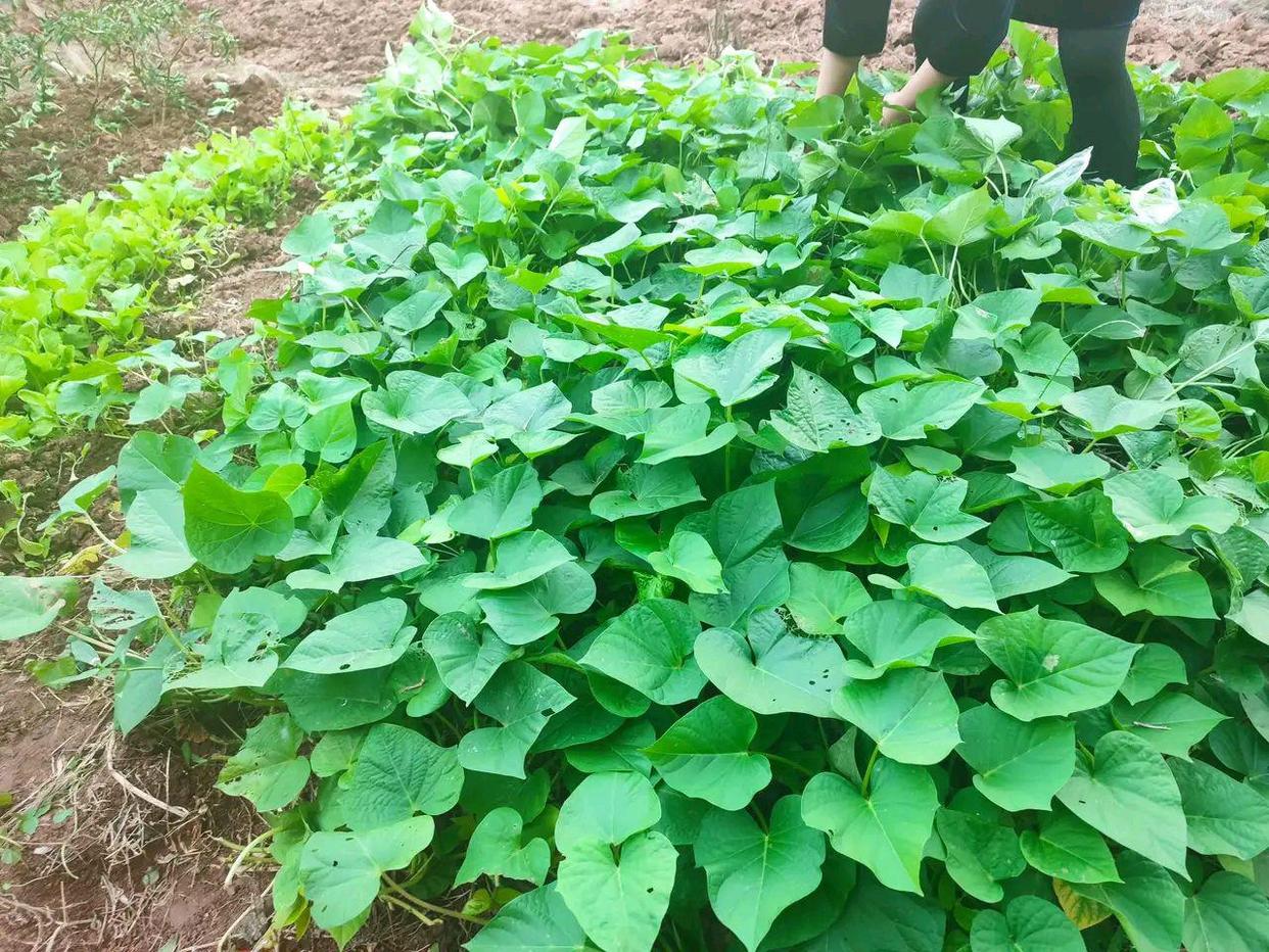 我相信很多人都认识这种植物，也吃过，但可能你不知道的是，它不结果实!没看错，它