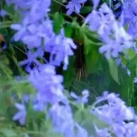 0000蓝雪花种植1.光照管理每天需保证6小时以上的直射光照，夏季高温时无需遮