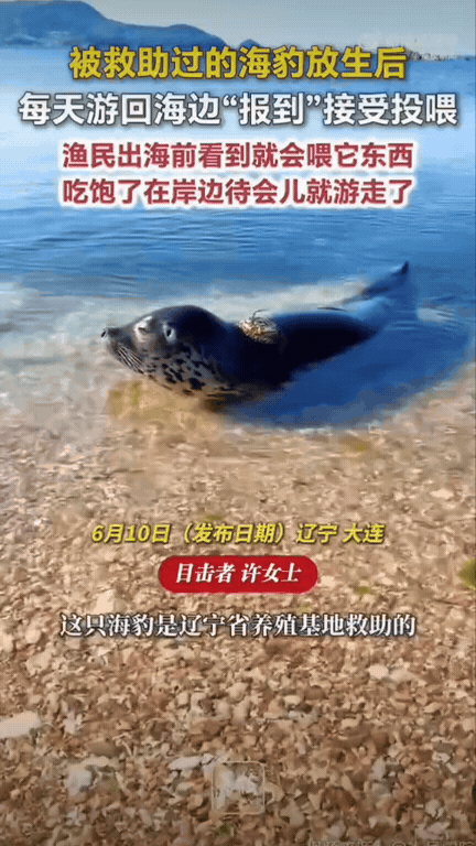 笑翻！辽宁大连有只小海豹，之前受伤被养殖基地救了下来，悉心照料痊愈后，大家就把它