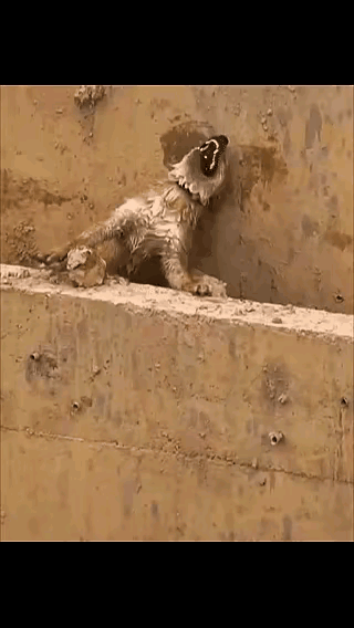 这只狗误闯工地被工人们打死了做了火锅。它是附近的流浪狗，可能是太饿了就跑进来想找