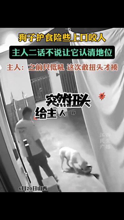 “养狗就得这样！”山西一男子回到家从狗子身边经过，刚好狗子在吃食，不料狗子竟突然