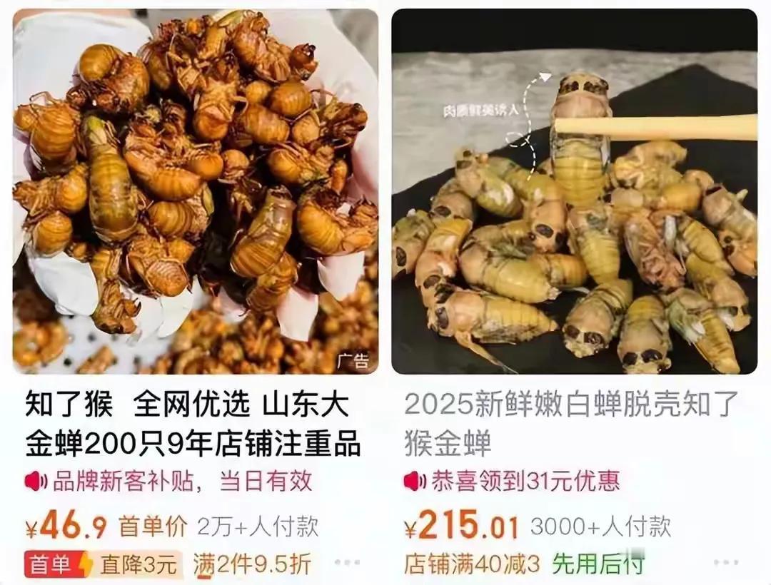 杭州有人抓“知了猴”1元1只卖爆了杭州的“知了猴”与北方的品种还是有差别的，人