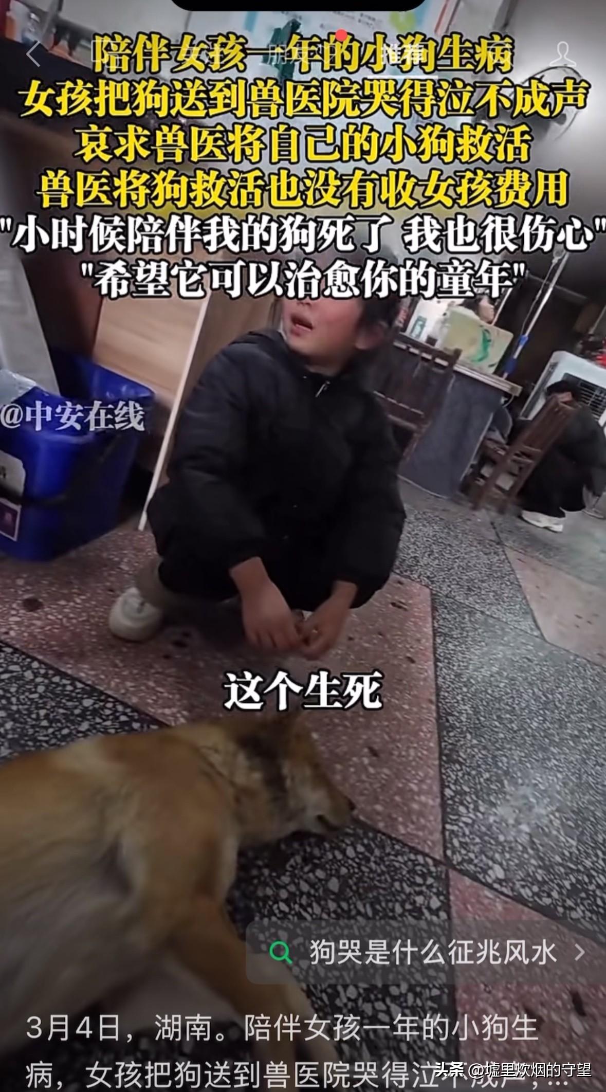 湖南桃江，宠物医院里一小女孩蹲在一只奄奄一息的小狗旁，声嘶力竭地哭着，“它要是死