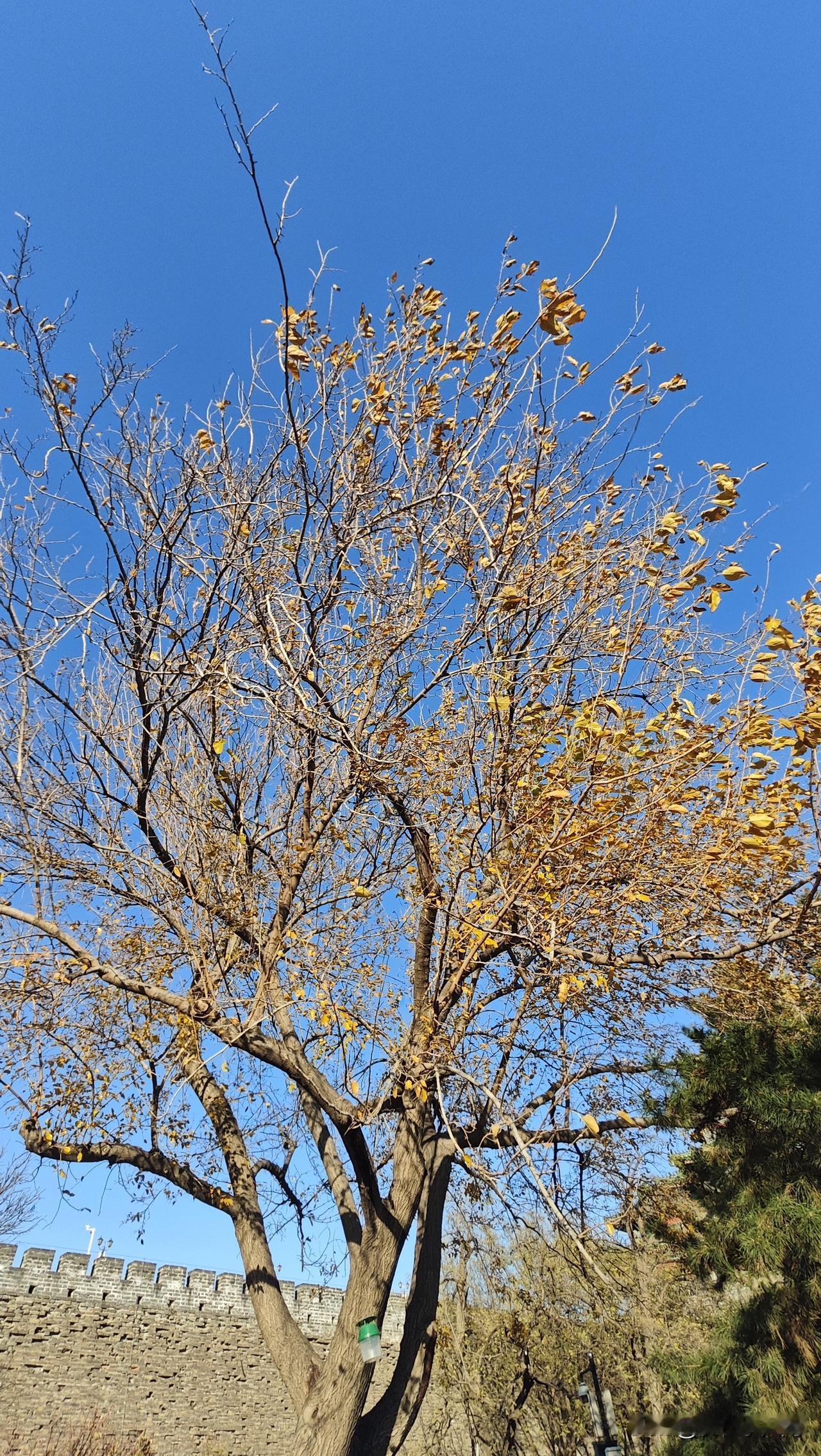 儿子真是个神奇的宝宝。初三上学期的两次考试，月考和期中考，班级排名纹丝不动。更神