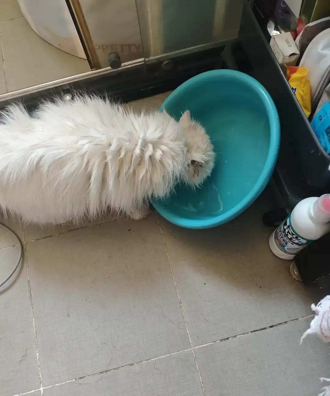 保洁阿姨周六擦地时看见那只白猫瘫在角落，鼻子干成粉笔头。她拿手机录自己换水擦毛