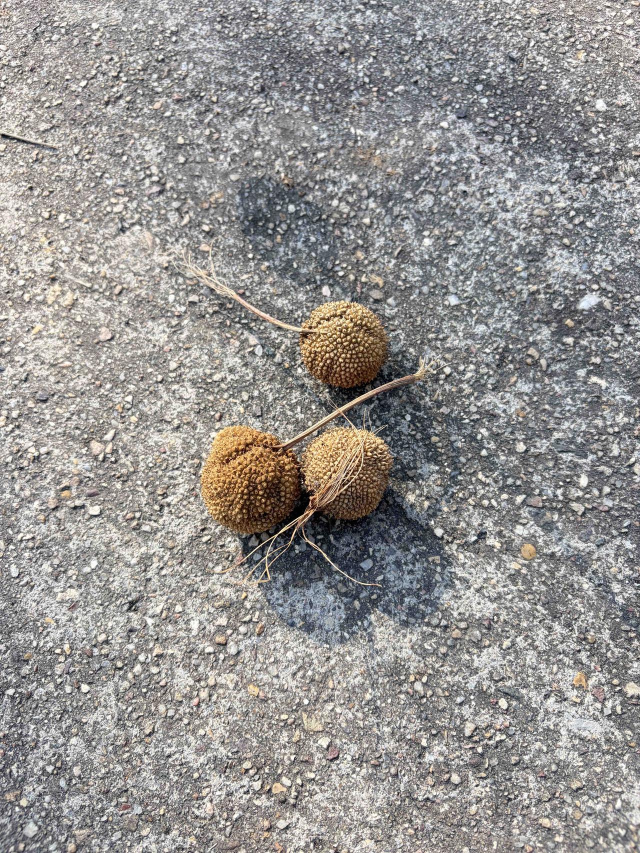 解剖一种植物它是悬铃木（常见为二球悬铃木）的聚合果，由许多小坚果组成，表面布满