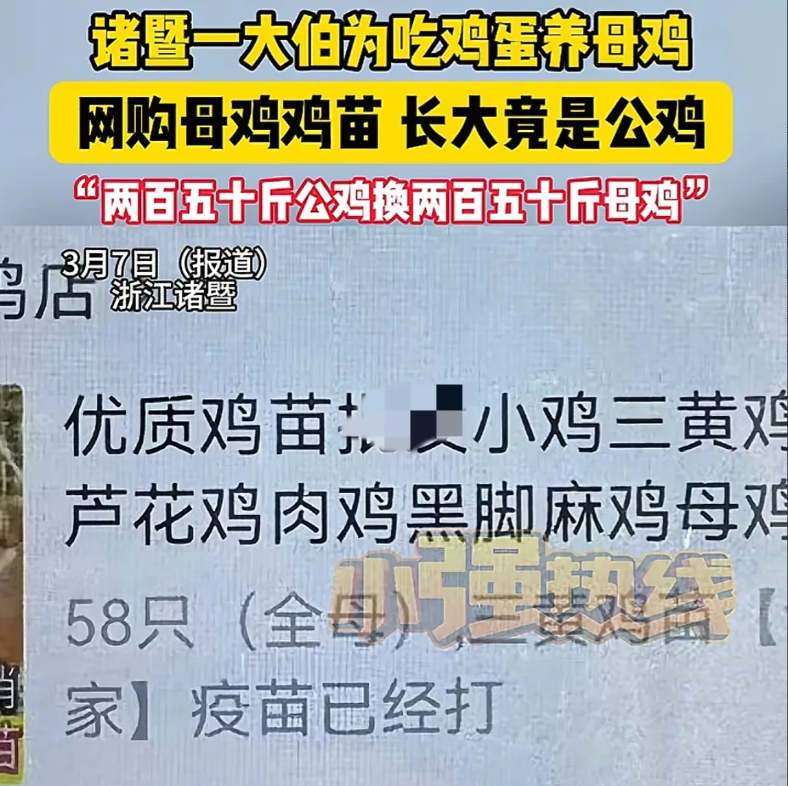 浙江诸暨，大爷在网上花59.5元买了58只三黄鸡苗，当时还特意标明了要全母鸡，可