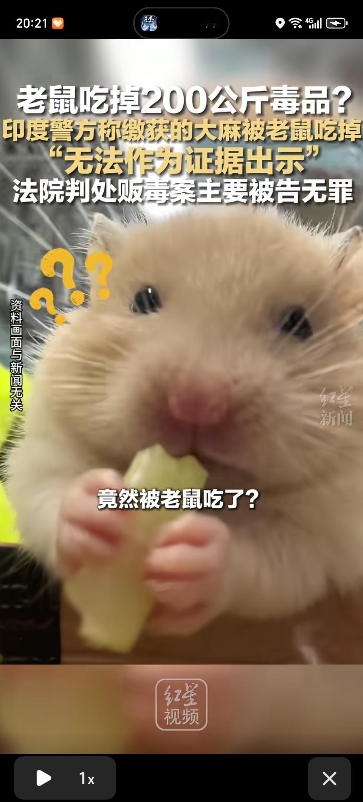 印度警方的仓库是老鼠窝吗，其缴获的200公斤大麻都被老鼠吃了，一点不剩。导致证据