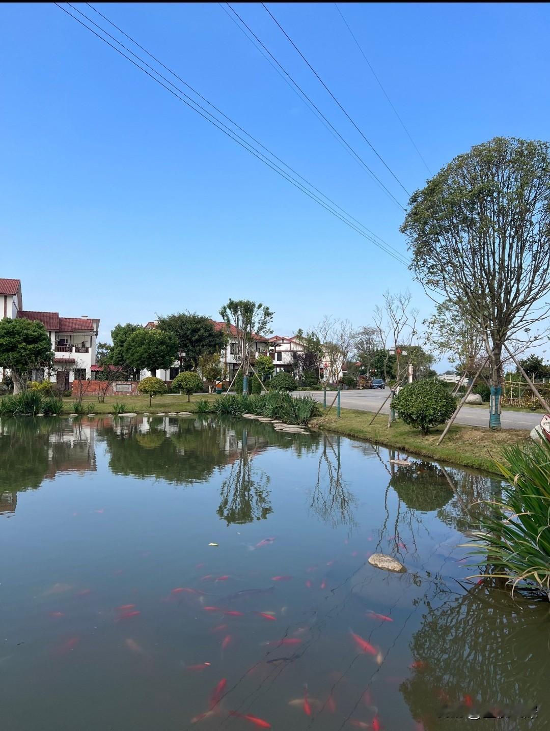 记得小时候很喜欢和朋友们一起在这玩。这池塘里的红鱼跟撒上辣椒面似的，在水里乱窜