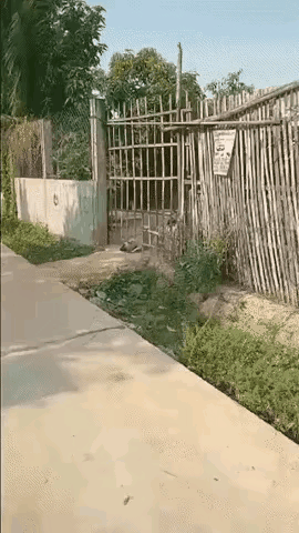 狗的智慧往往是人想不到的，所以说任何时候都不要低估了狗。