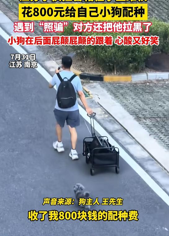 “心酸又好笑！”7月31日报道，江苏，一男子花800元，带着自家小狗去配种，到了