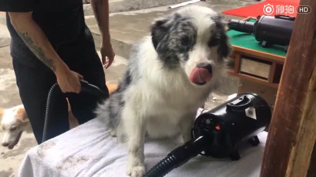 狗狗怎么洗澡吹毛 4840970173159457822.jpeg?id=0