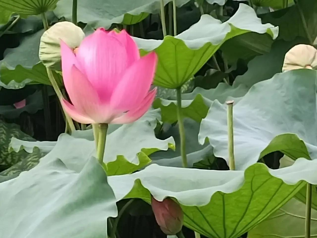 夏天来西湖看荷花盛宴吧，错过真的要后悔!夏天的西湖美的不可描述，人间仙境的荷花绝