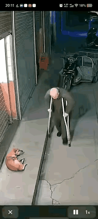 一大把年纪，还拄着双拐，咋那么让人生恨呢?夜幕下的小区门口，狗狗悠闲的躺地上，一