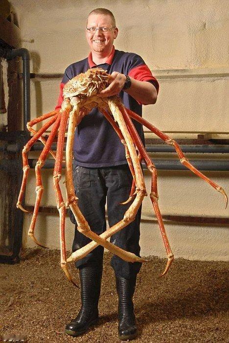 体型最大的蟹类——日本蜘蛛蟹（学名：*Macrocheirakaempferi