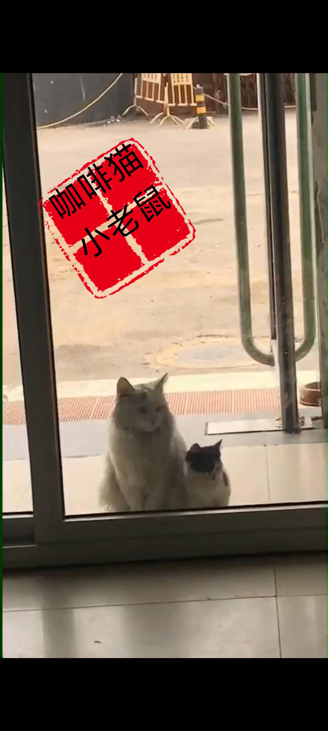 当这位可怜的母亲带着唯一幸存下来的小猫，来到你家店铺门口向你乞讨的时候！你是
