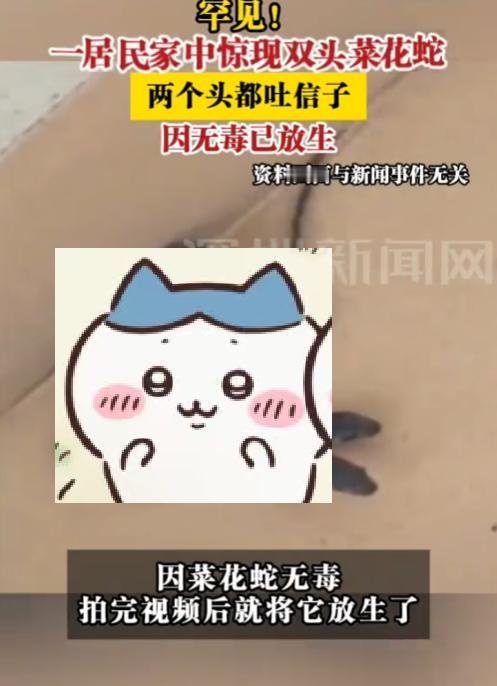 “真是开眼了！”9月17日，湖南长沙，一女子上厕所时，发现地上有条菜花蛇，而且这