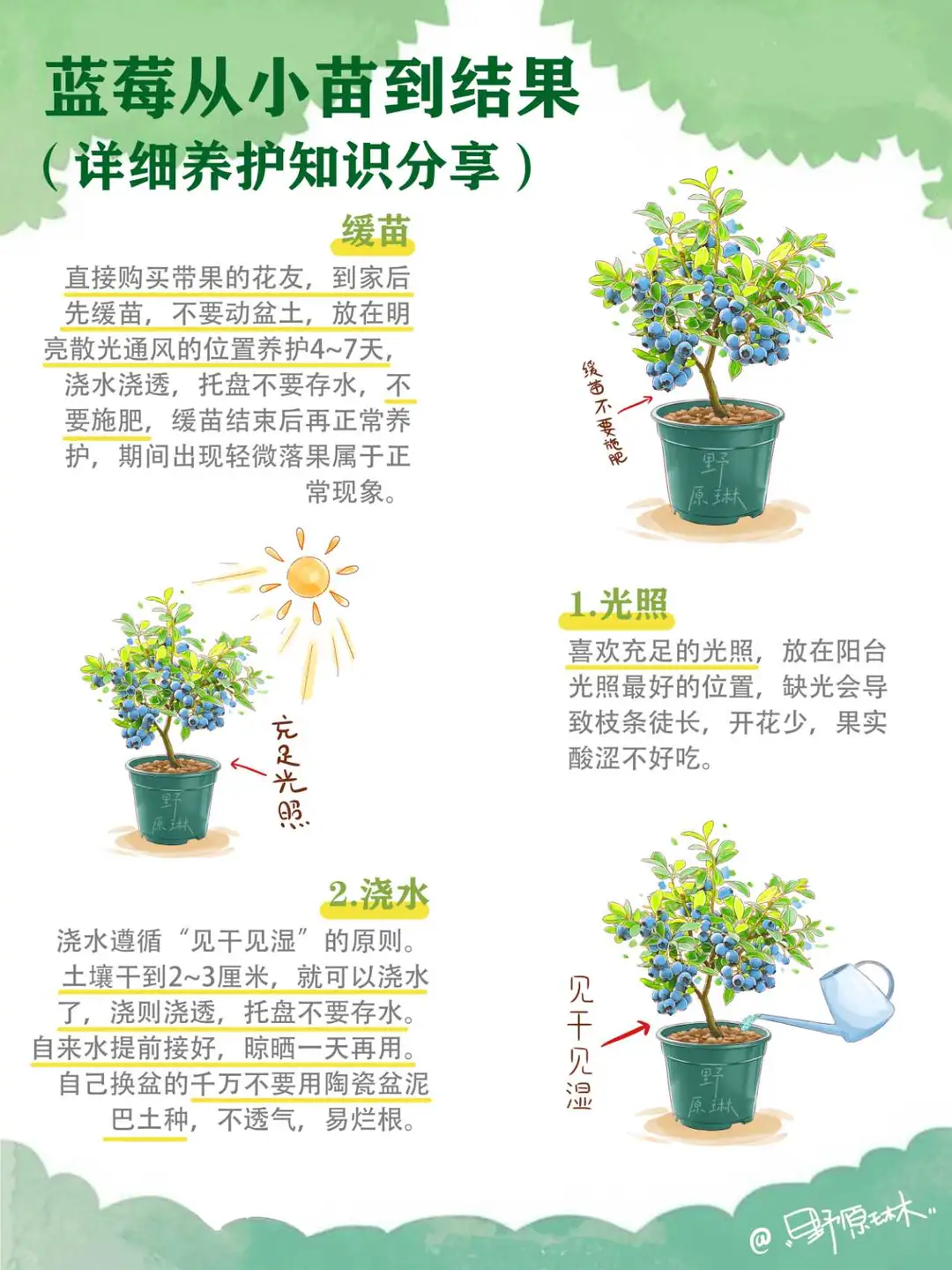 蓝莓从缓苗到结果，详细养护知识分享