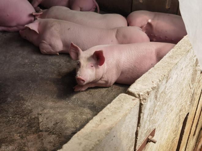 很多人不理解，猪一辈子被关在几平米的圈里，为啥不会憋出抑郁症？ 不少人瞅着猪