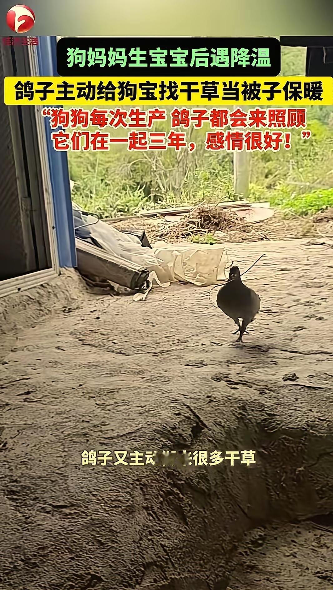 “太有灵性了！”广东韶关，一女子拍下家中有趣的一幕：家养的狗狗生产后，恰逢天气降