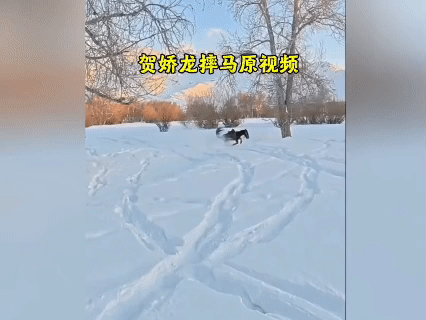 贺娇龙坠马视频曝光！雪地里的这一摔，让网友揪紧了心雪地驰骋的画面还在眼前，