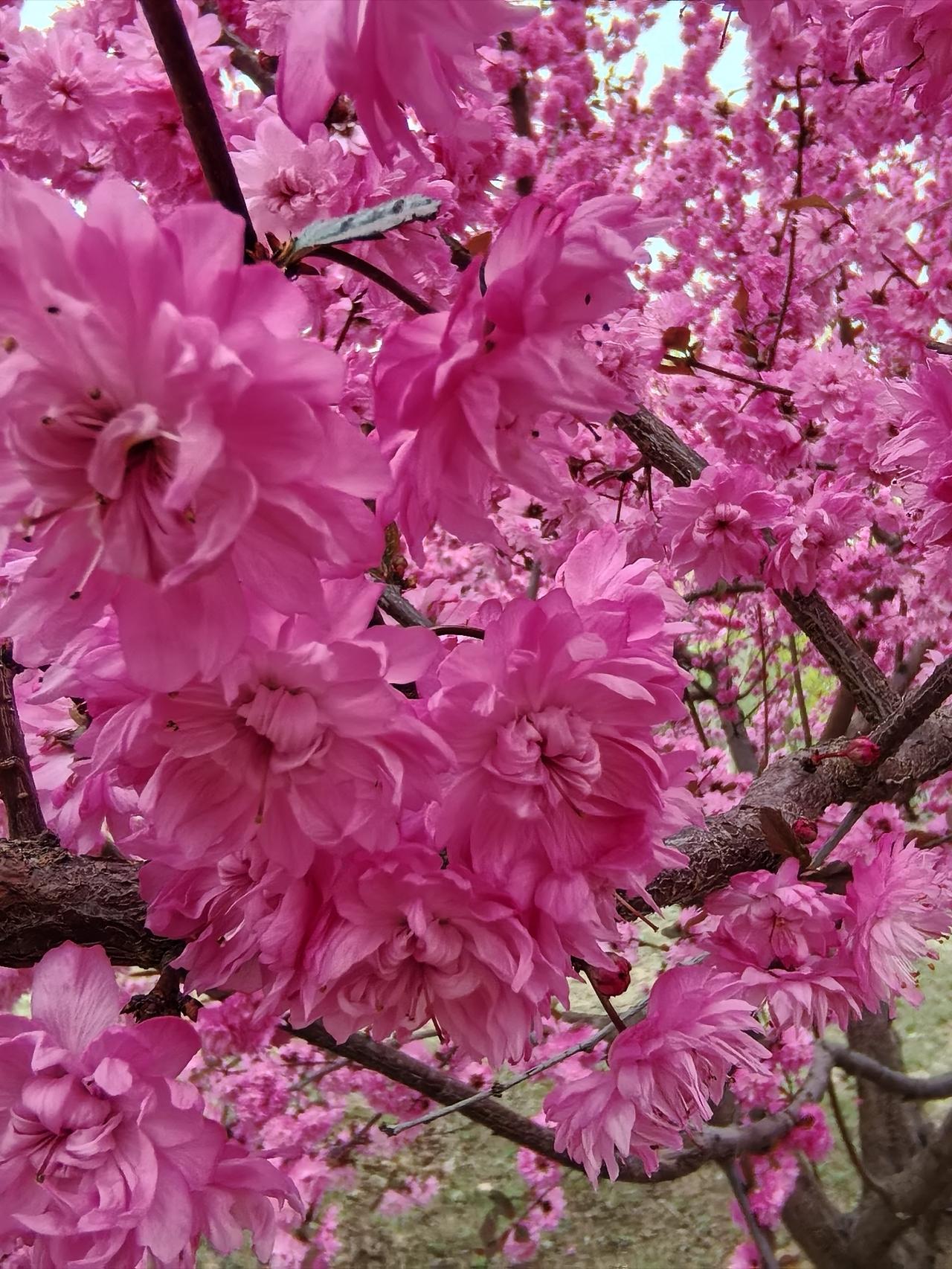 走进悦景公园您一定为这片粉红色的是菊花还是桃花分不清，原来它就是菊花桃。菊花桃