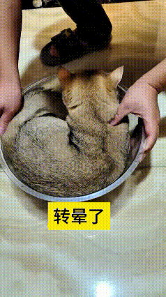 看到这个视频，瞅它主人把猫搁大碗里转得跟个陀螺样，碗一停，这猫下来都站不稳了，腿