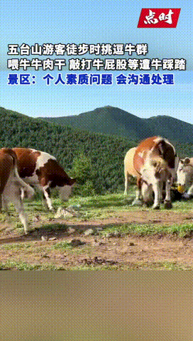 “这种人就是欠收拾！”五台山，一游客徒步故意挑衅牛群，用棍子故意捅牛屁股，又拿着