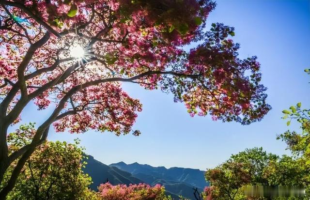盛夏追光之旅微博旅行ing初夏风吹过坡峰岭山谷，绿意间铺开层层粉紫烟霞，这就是坡