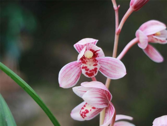 它是建兰“色花名品”, 花色温柔如流水, 一杆开花10朵以上