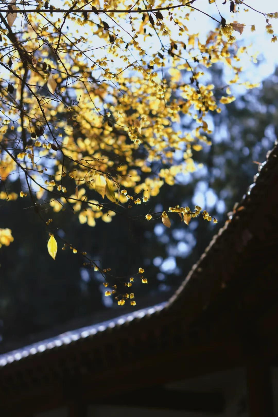 西安第一波腊梅花开，5大免费赏花地推荐！赴一场腊梅之约，揽一身冬日清香🌼